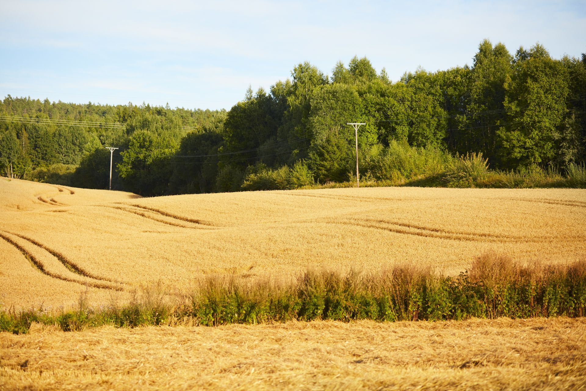 Nærområdet