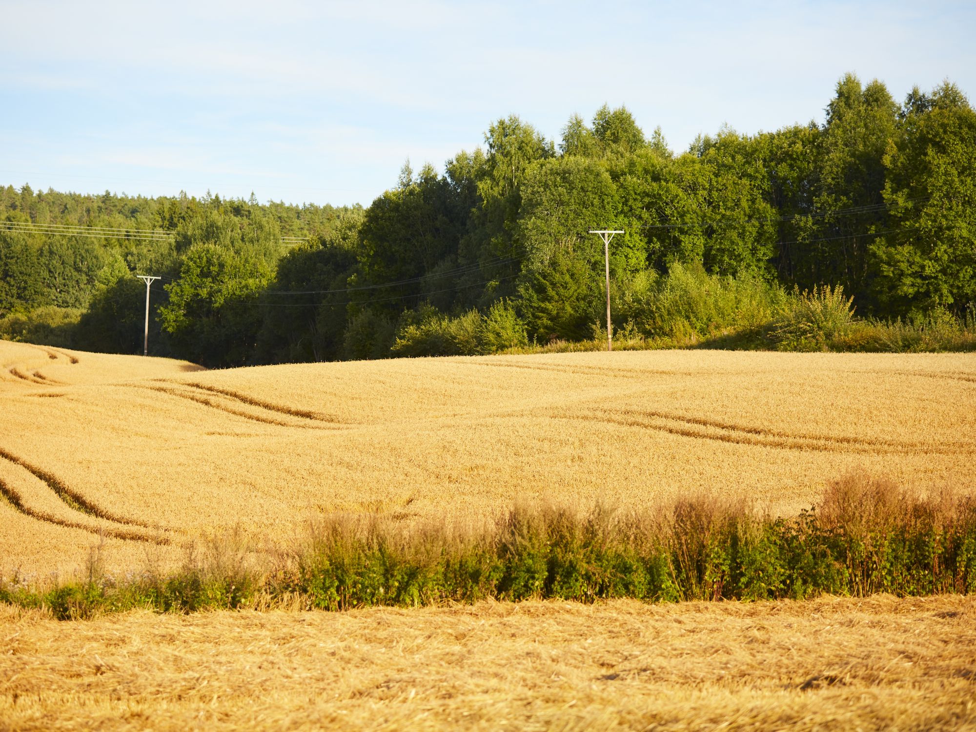 Nærområdet